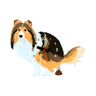 Shetland Sheepdog